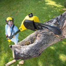 Best Tree Risk Assessment  in Greenlawn, NY