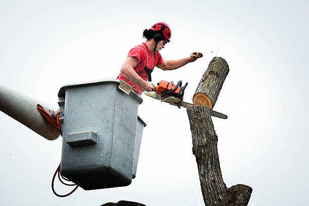 Best Arborist Consultation Services  in Greenlawn, NY