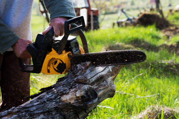 Best Stump Grinding and Removal  in Greenlawn, NY